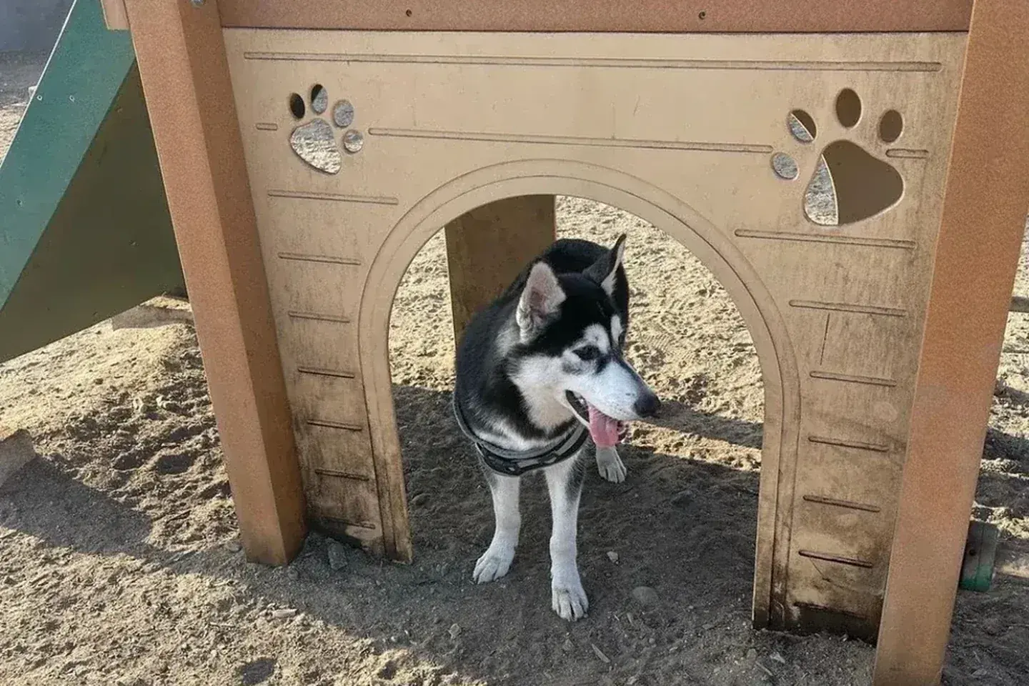 Real Cooper outdoors in a harness for the Husky harness fit and security guide