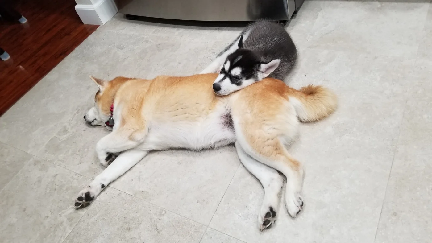 Young Cooper resting beside Aki