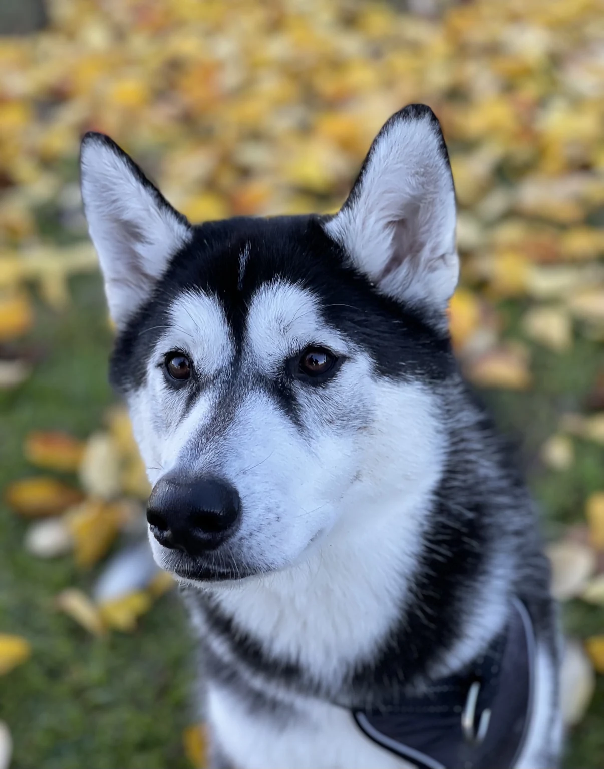 Cooper, the Siberian Husky behind Senior Dog Comfort, outdoors in autumn