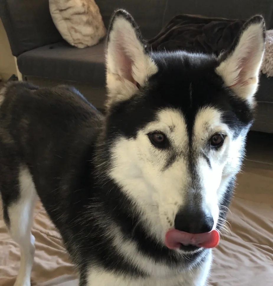 Cooper standing on a soft comforter at home