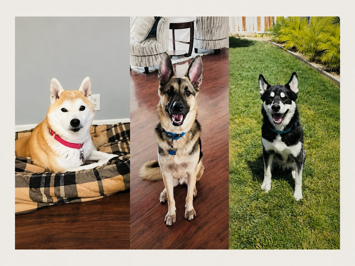 Aki, Charlie, and Kobe together in Cooper’s family and friends circle