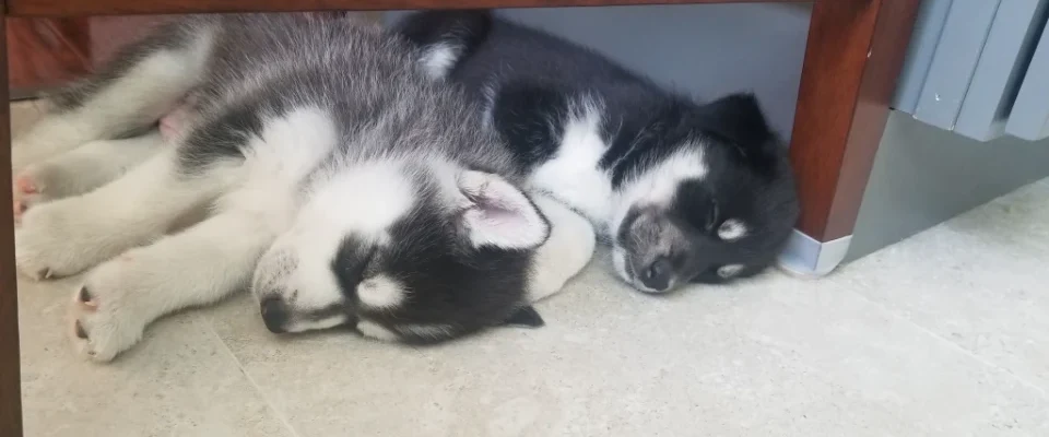 Cooper and Kobe resting side by side as puppies