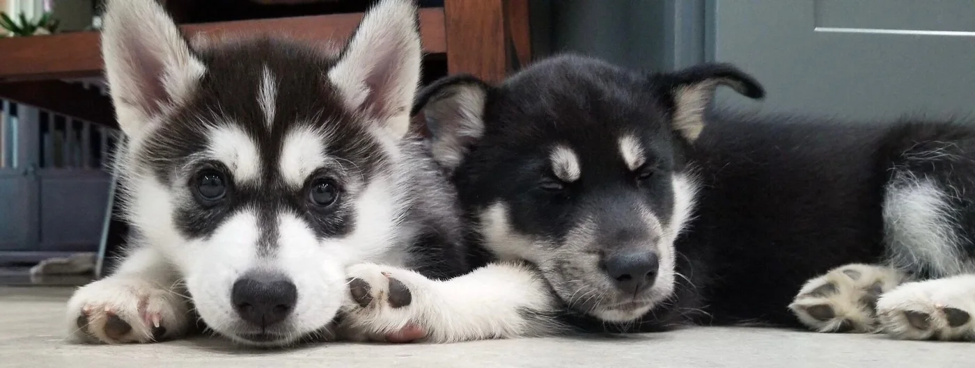 Cooper and his brother Kobe together as puppies