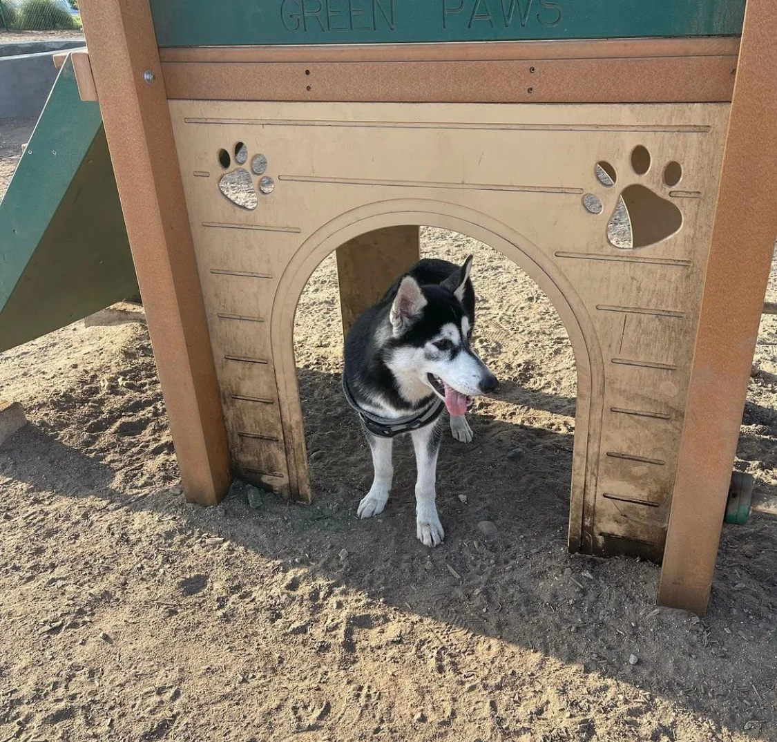 Cooper exploring a dog playground structure
