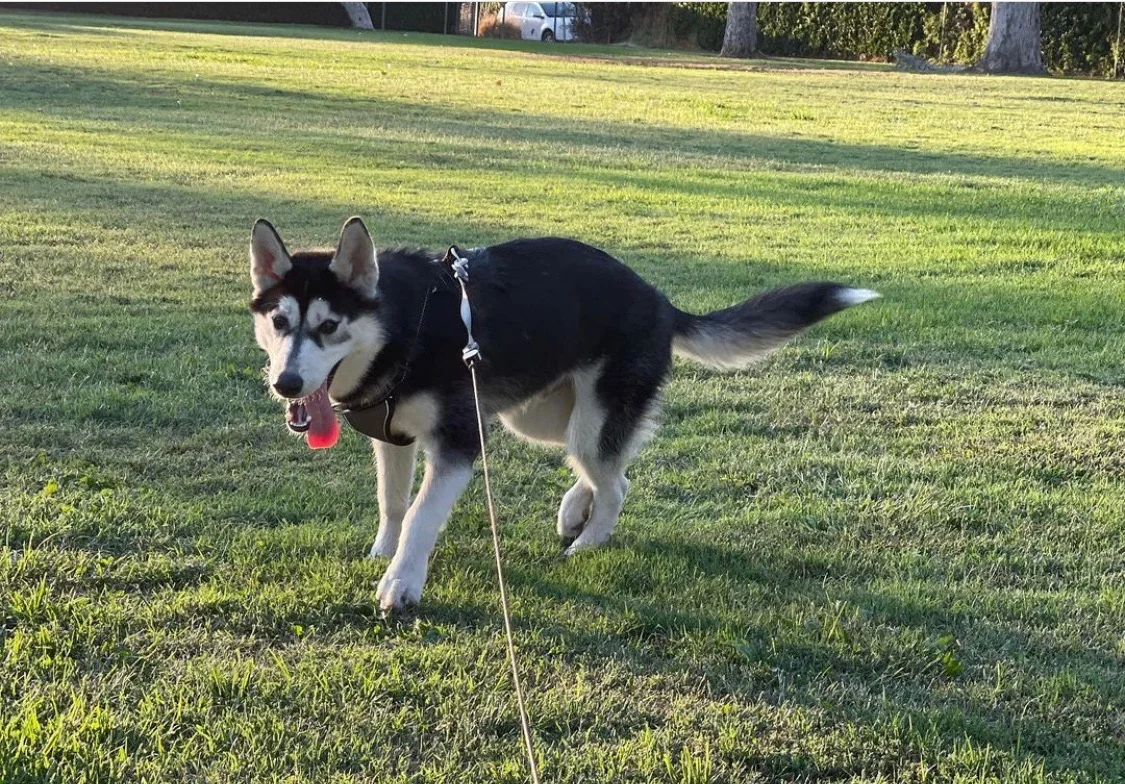 Cooper walking across a grassy park