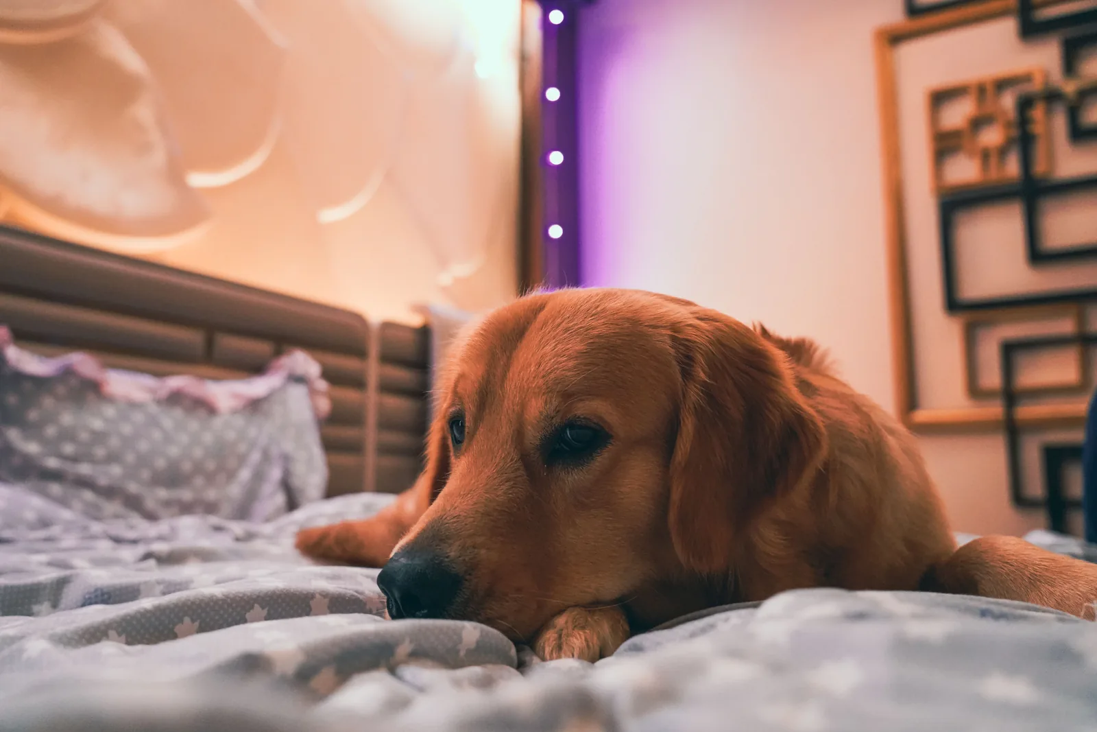 Golden Retriever resting comfortably on a supportive dog bed
