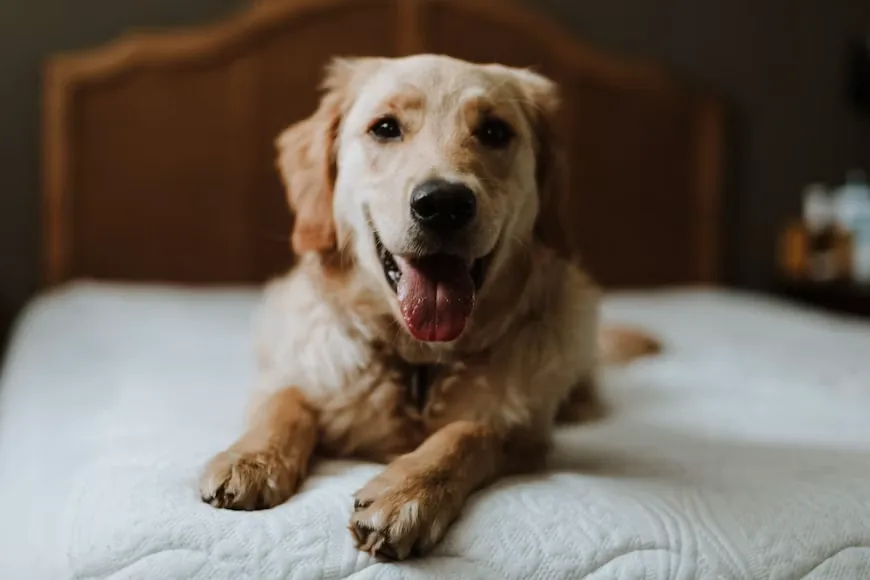 Senior dog sleeping peacefully on a comfortable bed