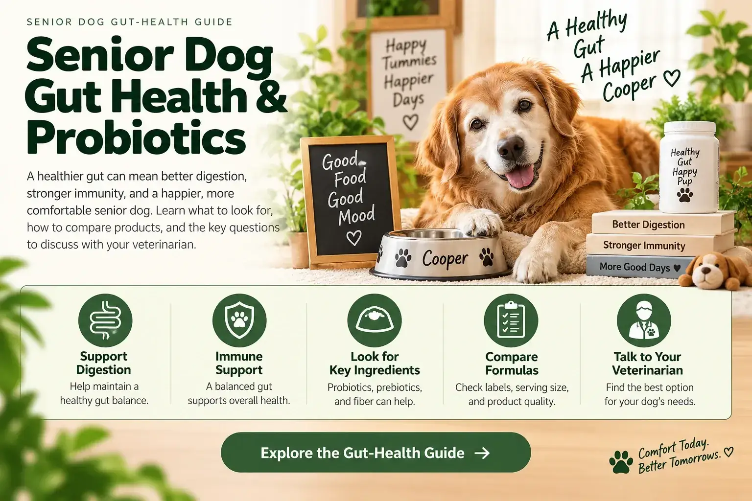 Senior dog gut-health and probiotics guide visual showing digestion, ingredient comparison, routine, and veterinary questions